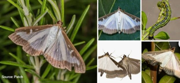 Box Tree Moth