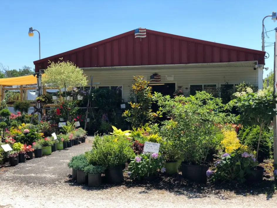 Mature landscape shrubs enhancing a residential property in Williamstown, NJ