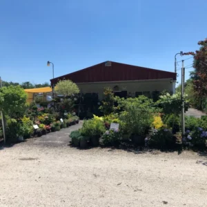 Shrubs (2)