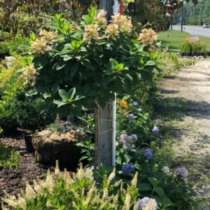 Shrubs (3)