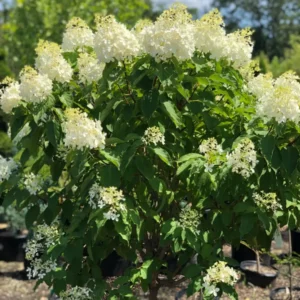 Shrubs (4)
