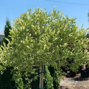 Shrubs (5)