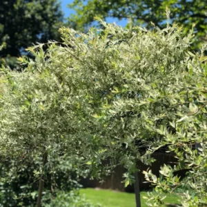 Shrubs (6)