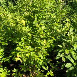 Shrubs (7)
