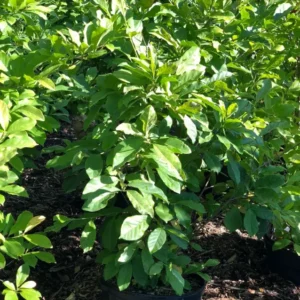 Shrubs (8)