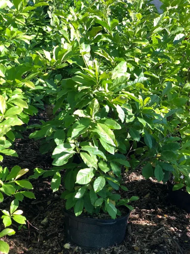 Mature shrubs ready for landscape planting at our Williamstown, NJ nursery