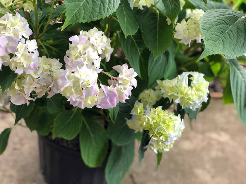 Blooming flowers showcasing healthy plants with expert gardening tips in Williamstown, NJ