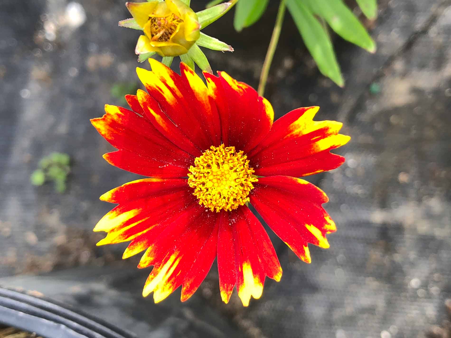 Flower Orange Yellow