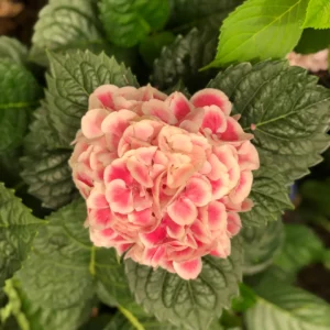 Plants (1).1