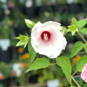 Plants (10)