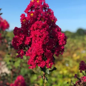 Plants (10).1
