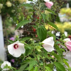 Plants (11)