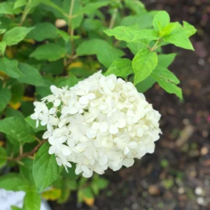 Plants (11).1