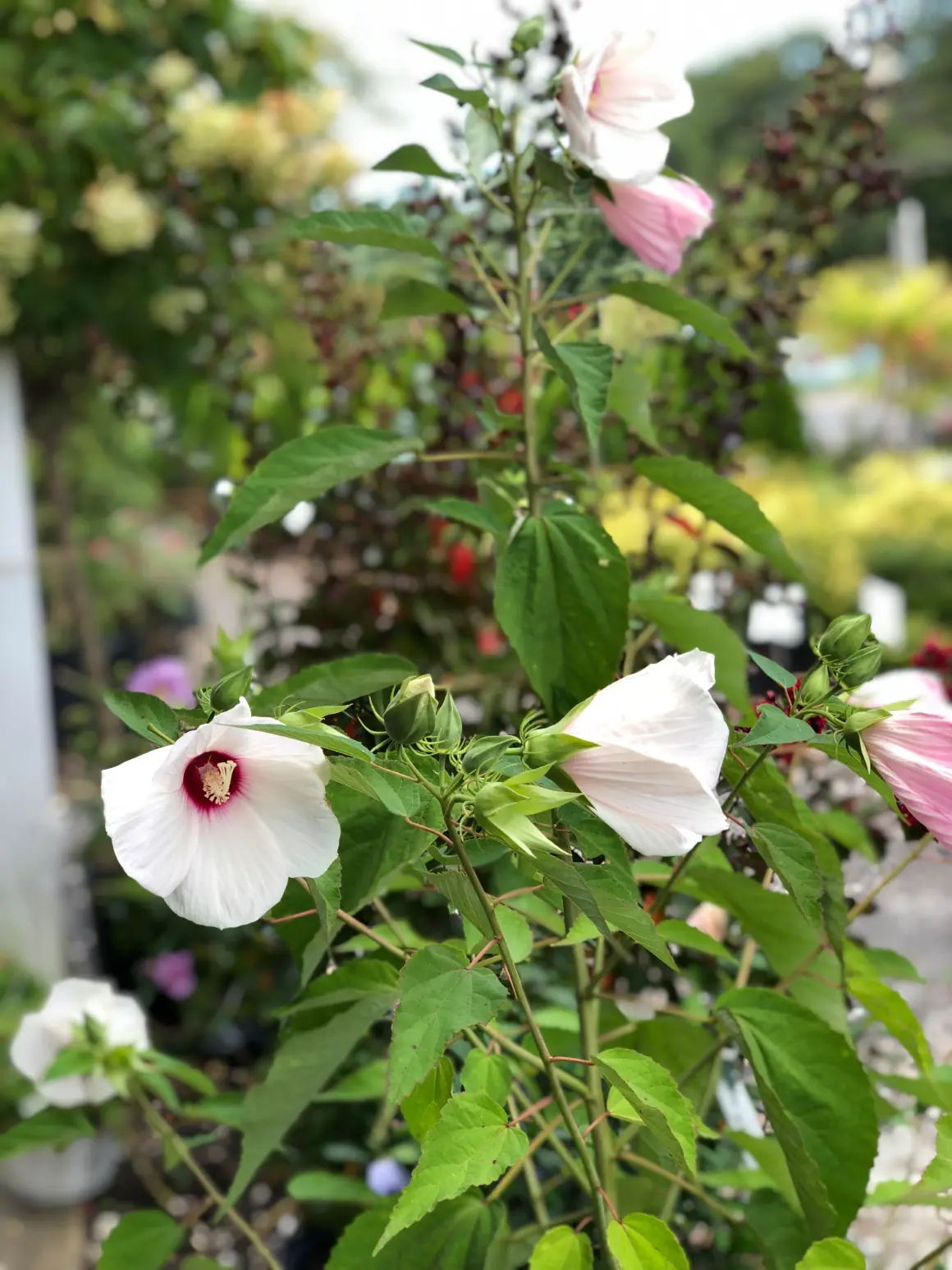 Flowering plants illustrating proper plant maintenance and watering for healthy growth