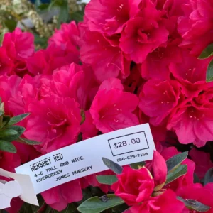 Plants (12)