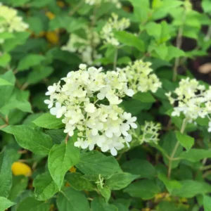 Plants (12).1