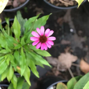 Plants (13)