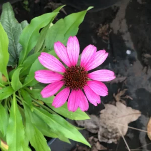 Plants (14)