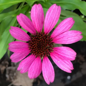 Plants (15)