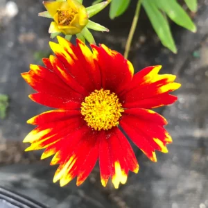 Plants (16)