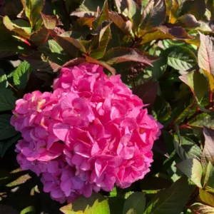 Plants (17)