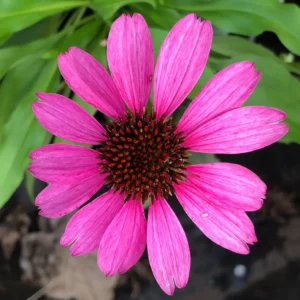 Plants (18)