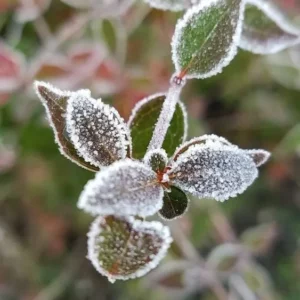 Plants (19)