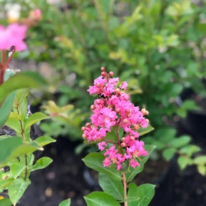 Plants (2).1