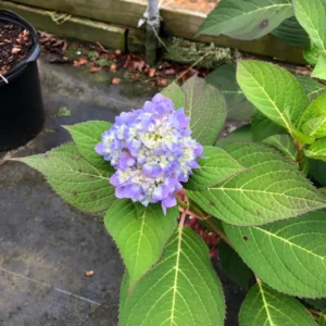Plants (23)