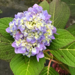 Plants (24)