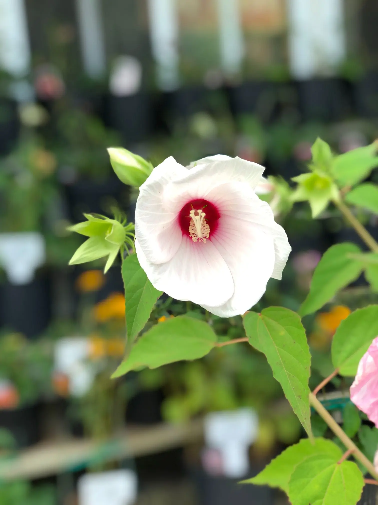 Colorful perennial flowers available at our Williamstown, NJ nursery for vibrant gardens