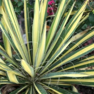 Plants (27)