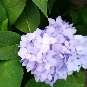 Plants (28)
