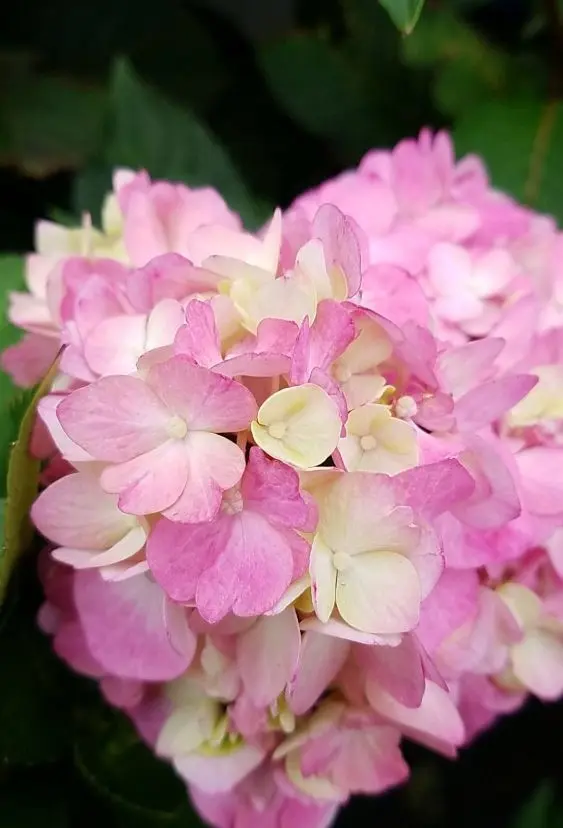 Pink flowering plants at our Williamstown, NJ plant nursery ready for retail and wholesale purchase