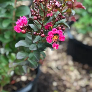 Plants (3).1