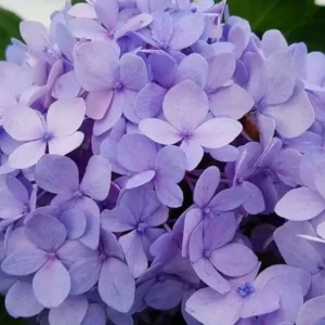 Plants (30)