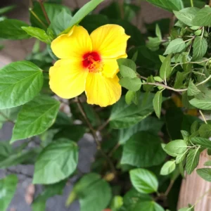 Plants (4)