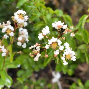 Plants (4).1
