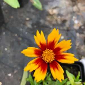 Plants (5)