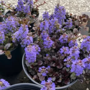 Plants (8).1