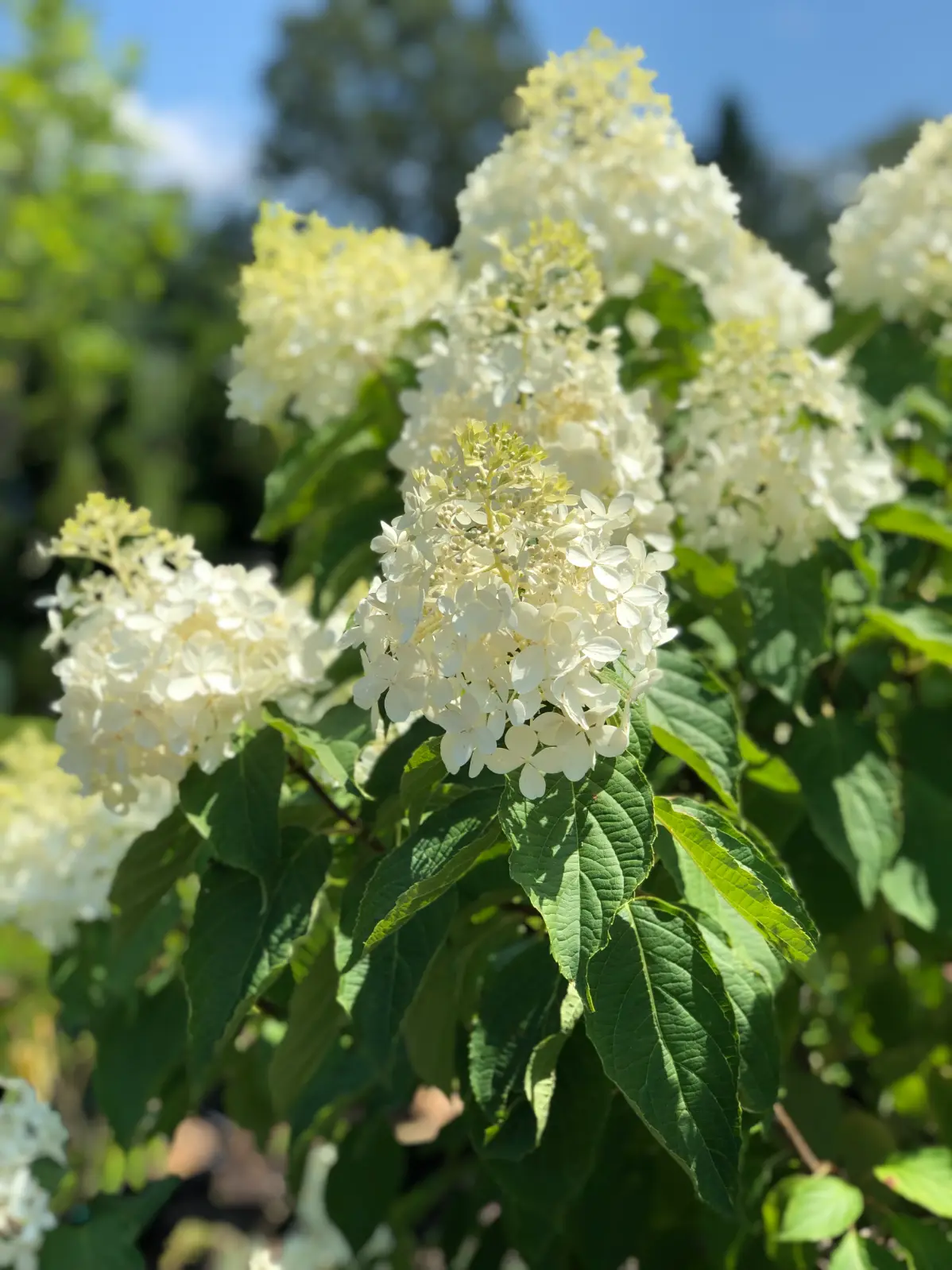 Mature flowering plants with white blooms for professional landscape projects
