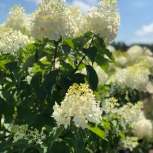 Plants (9)