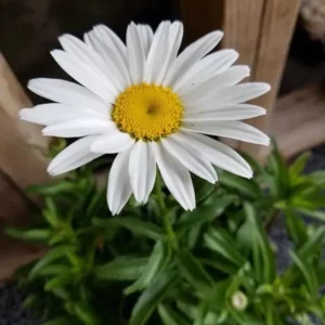 Plants (9).1