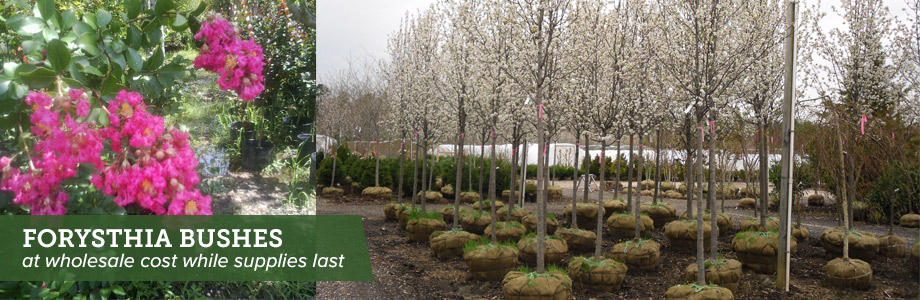 Nursery In Williamstown Nj Jersey Grown Whole Plants