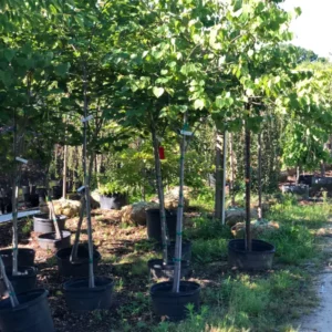 Trees (1).1