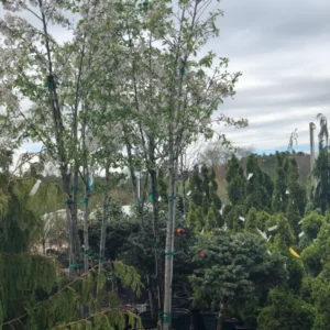 Trees (10)