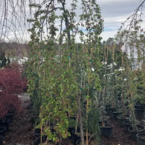 Trees (11)