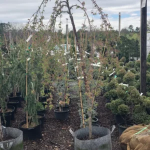 Trees (12)