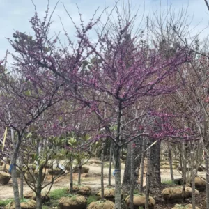 Trees (13)