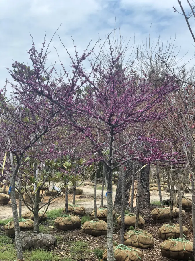 Mature ornamental tree with pink foliage at our Williamstown, NJ tree nursery